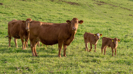 Brown cows on the meadow. Cow parents with two calves grazing in the pasture.