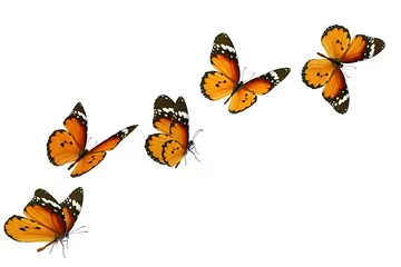 Tuinposter Beautiful monarch butterfly © thawats