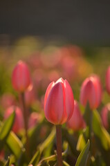 Pink Tulips