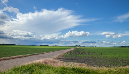 Fototapeta na wymiar Soybean fields with young plants and a dirt road under dramatic clouds in southwestern Minnesota