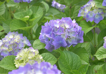 咲始めの薄紫色の紫陽花