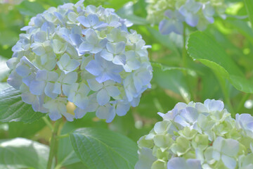 紫陽花を見つめる14歳の老犬である黒いコーギーの横顔 Bouquet Poster Bouqu Keiko Akutsu