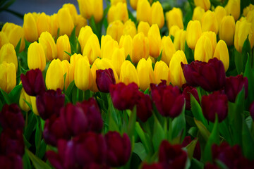 Obraz premium Different sorts and colors of blossoms of a tulip in the garden mixed into