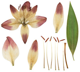 Pressed and dried yellow flower lily isolated on white background. For use in scrapbooking,...