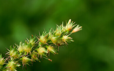 Close-up view of a spiky flower of the grass
