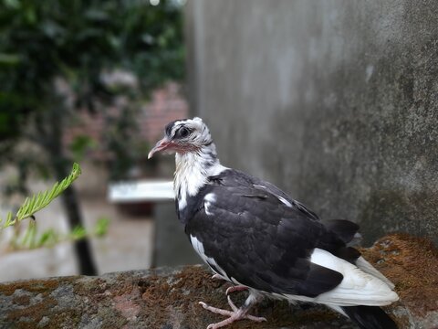 THIS IS PIGEON PICTURE,  26 MAY 2021