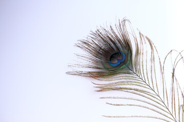 Obraz premium 目玉のように見える孔雀の羽