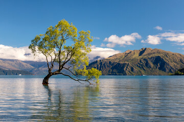 Close up famous beautiful that lonely tree located in shallow waters of Lake Wanaka, South Island, New Zealand