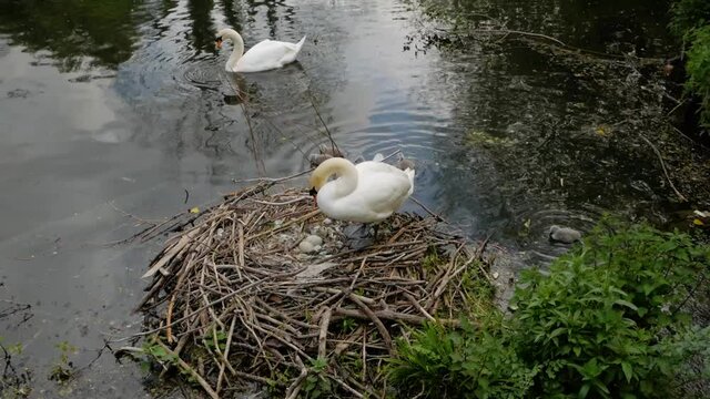 White swan mother protecting baby cygnet birds sitting on lakeside nest high angle view