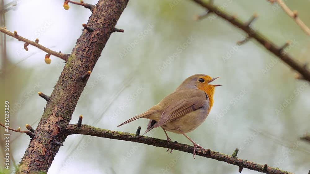 Poster european robin singing while perched on a tree branch in the forest, close up shot