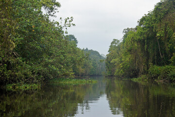 Fototapeta premium Sungai Menungal tributary of Kinabatangan River (Sungai Kinabatangan) near Sukau, Sabah (Borneo), Malaysia