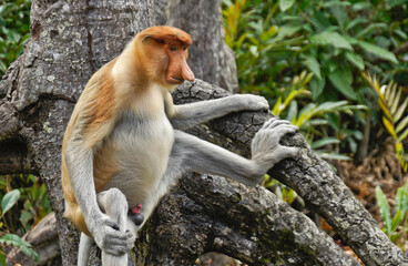 Male proboscis (long-nosed) monkey sitting on tree branch, Sabah (Borneo), Malaysia
