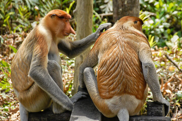 Male proboscis (long-nosed) monkeys grooming, Sabah (Borneo), Malaysia