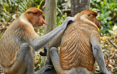 Male proboscis (long-nosed) monkeys grooming, Sabah (Borneo), Malaysia