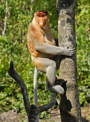 Male proboscis (long-nosed) monkey sitting in tree, Sabah (Borneo), Malaysia