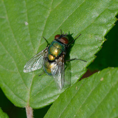 Common green bottle fly (Lucilia sericata) on a leaf