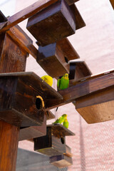 Australian parakeet inside an aviary as a pet, Australian parakeet bird concept