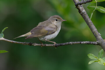 Western Bonelli's Warbler (Phylloscopus bonelli) resting on a branch