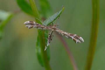 Moth (Sphenarches sp.) on a leaf