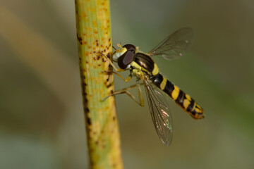 Male Long hoverfly (Sphaerophoria scripta)