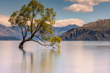 Famouse beautiful Wanaka tree in twilight colors located at Lake Wanaka, South Island, New Zealand