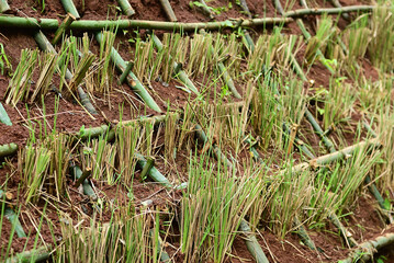 Naklejka na ściany i meble Planting vetiver grass in stiffener bamboo structure on land slope to prevent and control soil erosion. An ecology system blocks the passage of soil and debris then gradually builds up soil terrace.
