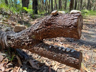 Obraz premium Decorated Log