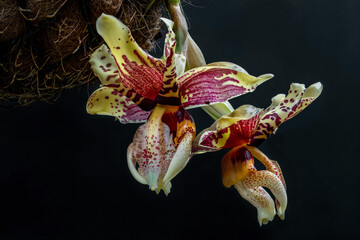 Upside Down Orchid (Stanhopea tigrina) - large (approx 100mm dia),  beautifully fragrant flowers...