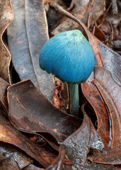 Entoloma virescens (Sky-blue Pinkgill) growing among leaf litter - NSW, Australia