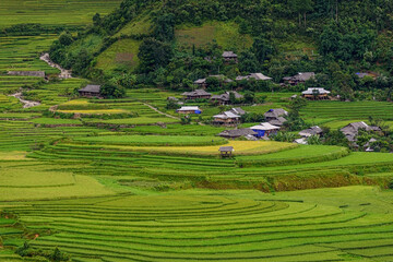 Fototapeta na wymiar Rice fields on terraced beautiful shape of TU LE Valley, view on the road between Nghia Lo and Mu Cang Chai, Yen Bai province, Vietnam.