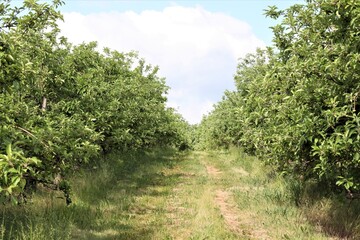Fototapeta na wymiar View Down the Row of an Apple Orchard in Rural Pennsylvania