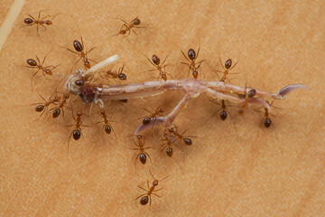 Story of Ants Life