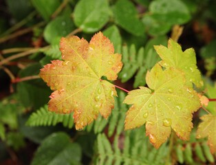 Water on Vine Maple (Acer circinatum) leaves in Ross Lake National Recreation Area, Washington