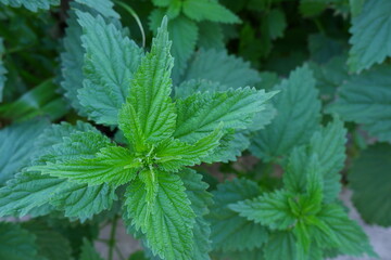 Naklejka na ściany i meble The young leaves of fresh green stinging nettles. Medicinal plant.