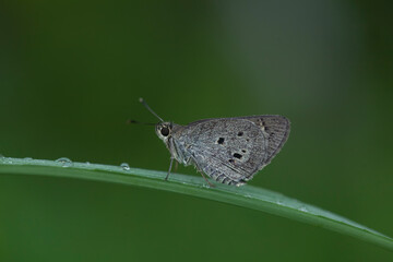 Butterfly on natural life