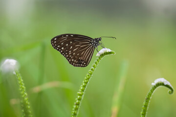 Butterfly on natural life