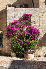 Fototapeta na wymiar Bright bougainvillea flowers against the Old City walls of Jerusalem
