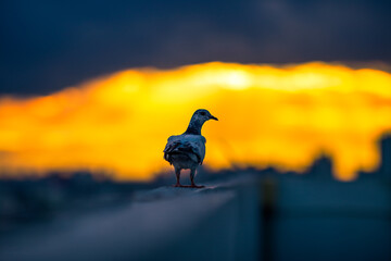 Close-up view of the birds (pigeons) flying on the condo balcony, with blurred motion while searching for food during the day.