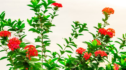 Naklejka premium panoramic high-angle evening background of the city view,with natural beauty and blurred sunsets in the evening and the wind blowing all the time,showing the distribution of city center accommodation