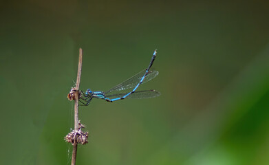 Damselfly taking rest on a twig