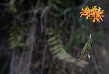 A yellow and orange flower set against a moody vegetative background