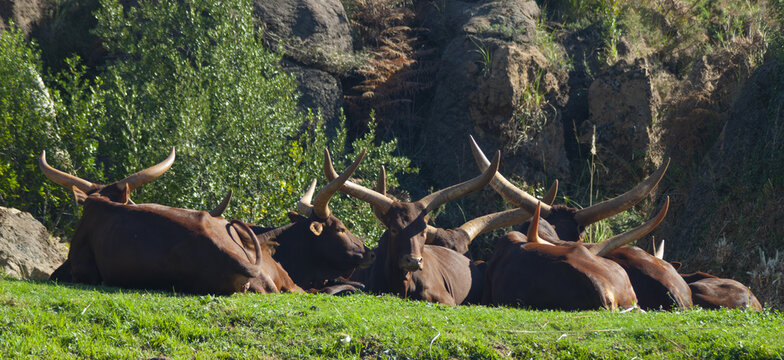 Herd of Ankole-Watusi lying in the grass