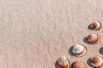 Fototapeta na wymiar Shells background with seashells, shells on sand tropical sea beach. Travel concept in minimal style.