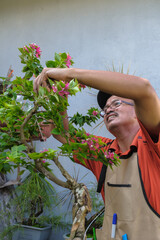 Gardener arrangement and pruning the Bougainvillea trees . Gardener using pruning shears for...