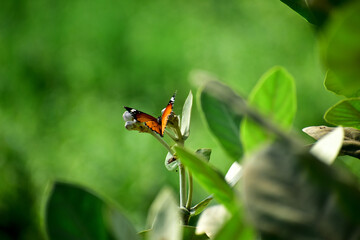Fototapeta na wymiar butterfly colours