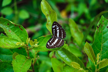 Common sailor butterfly on leaf in Vientiane, Laos