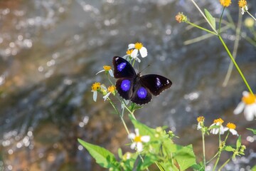Danaid egg-fly butterfly on a leaf over a stream in Vientiane, Laos