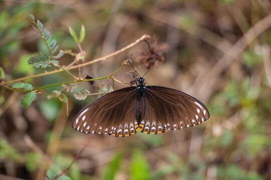 Common mime butterfly on a plant in Vientiane, Laos