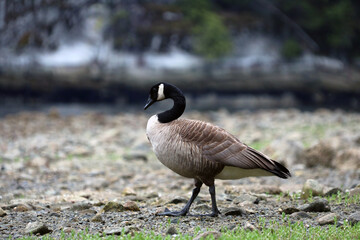 Canada Goose Standing on the Beach