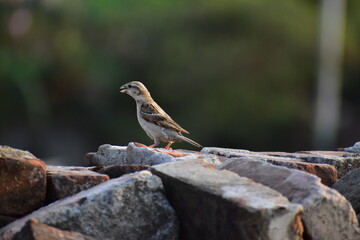 robin